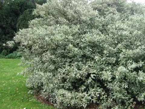 Cornus alba 'Elegantissima'