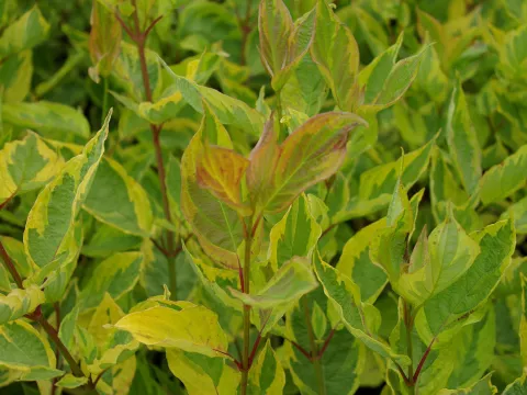 Cornus alba 'Gouchaultii'