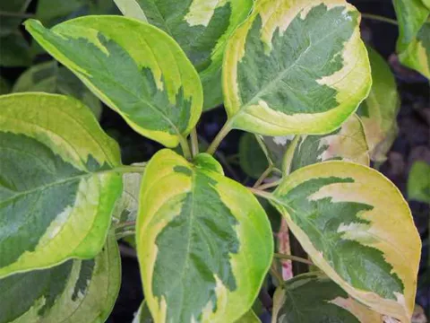 Cornus alternifolia 'Golden Shadow'