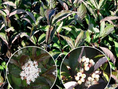 Cornus alba 'Kesselringii'