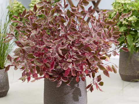 Cornus alba 'Miracle'®