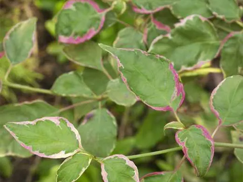 Cornus alternifolia 'Pinky spot'®