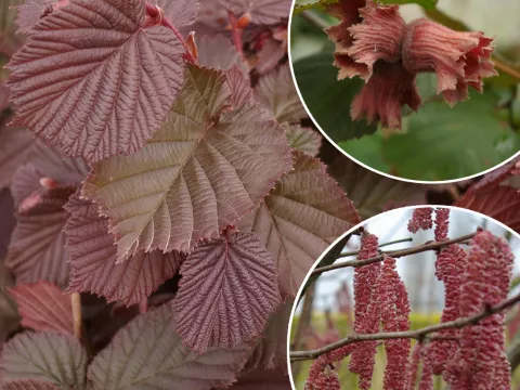 Corylus avellana 'Rouge de  Zeller'