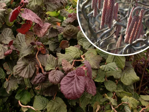 Corylus avellana 'Red Majestic'(R)