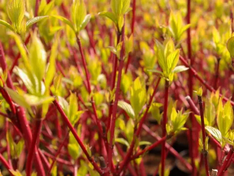 Cornus alba 'Sibirica'