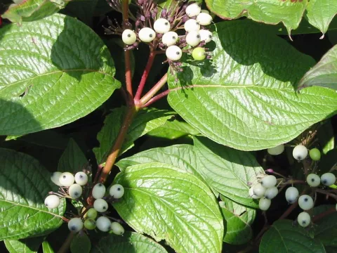 Cornus alba 'Siberian Pearls'
