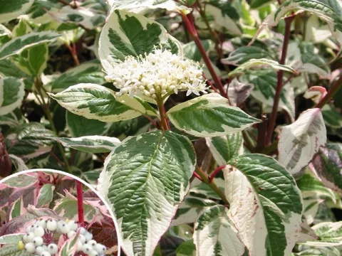 Cornus alba 'Sibirica Variegata'