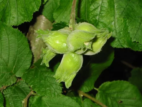 Corylus avellana