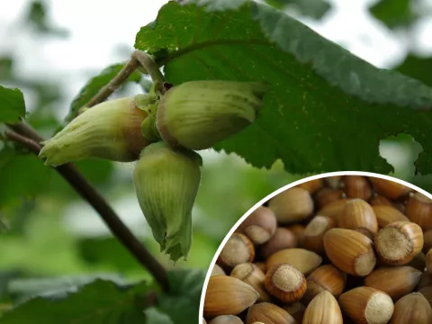 Corylus avellana 'Webbs Prize Cob'