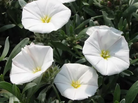 Convolvulus cneorum
