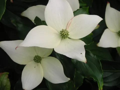 Cornus kousa 'China Girl'