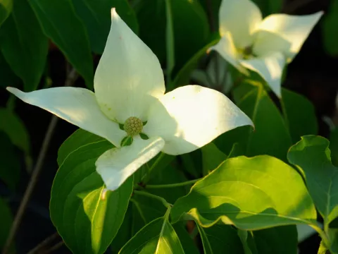 Cornus kousa 'Milky Way'