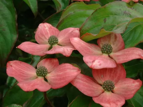 Cornus kousa 'Satomi'