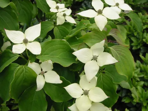 Cornus kousa 'Schmetterling'