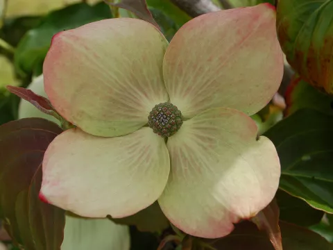 Cornus kousa 'Teutonia'
