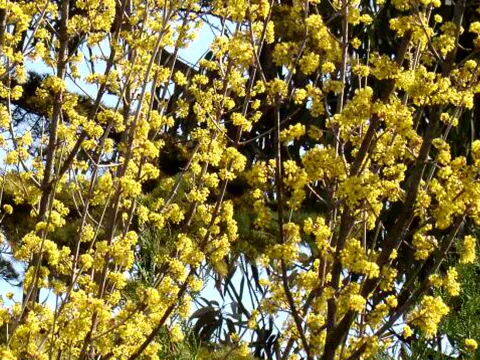 Cornus mas
