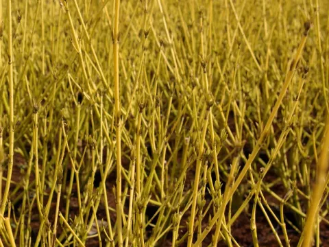 Cornus sericea 'Flaviramea'