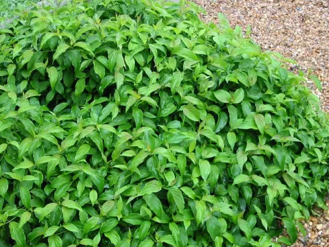 Cornus stol. 'Kelsey's Dwarf'