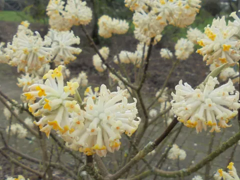 Edgeworthia chrysantha