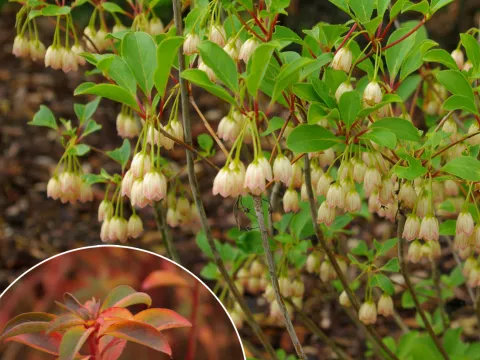 Enkianthus campanulatus