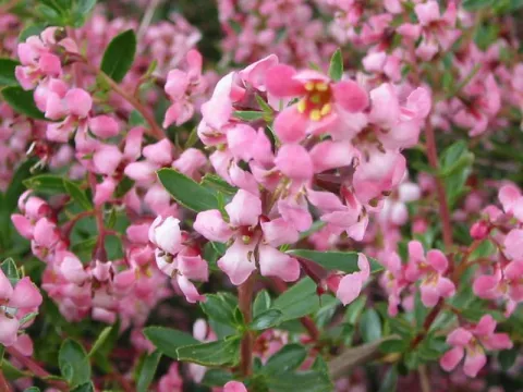 Escallonia 'Donard Radiance'