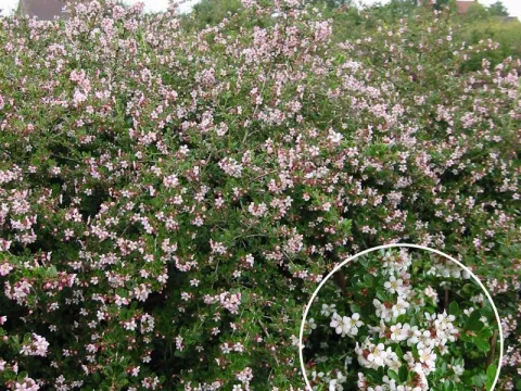 Escallonia 'Donard Seedling'