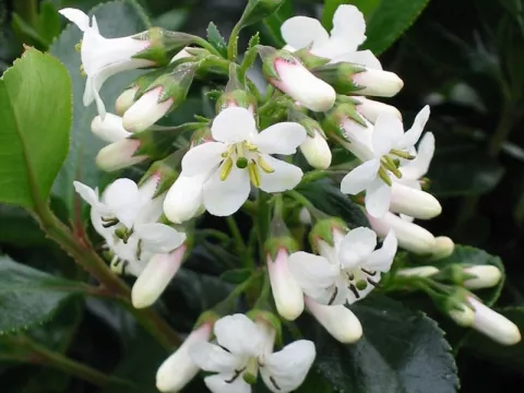 Escallonia 'Iveyii'