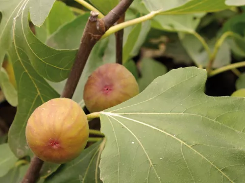 Ficus carica 'Goutte d'or'