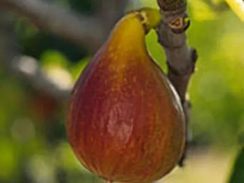 Ficus carica 'Brunswick'