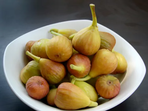 Ficus carica 'Brown Turkey'