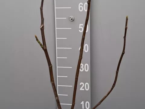 Ficus carica 'Pastilère'