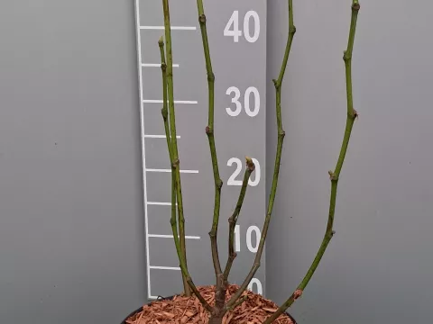 Ficus carica 'Terza'