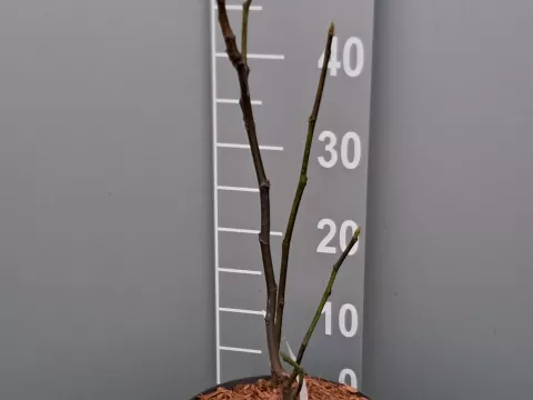 Ficus carica 'Violette d'Argenteuil'