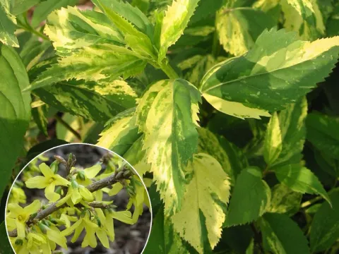 Forsythia intermedia 'Variegata'