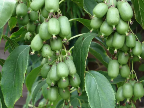 Actinidia arguta 'Issai'