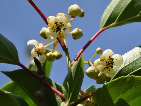 Actinidia arguta 'Weima' (mn-male)