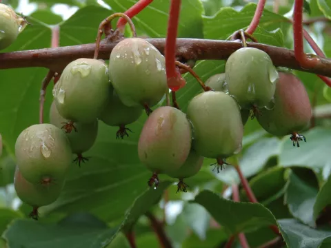 Actinidia arguta 'Weiki' (vr-fem)