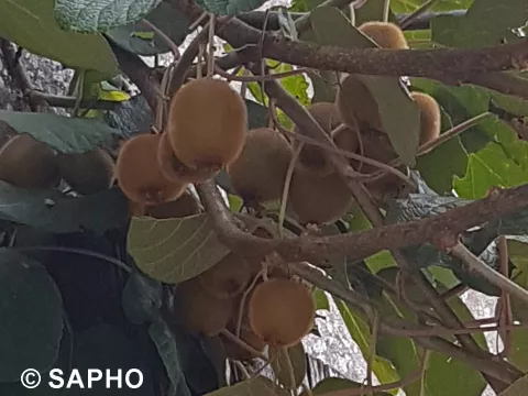 Actinidia del. 'Herma' ® (vr-fem)