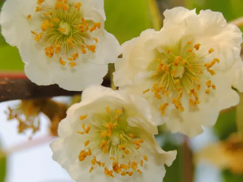 Actinidia del. 'Atlas' (mn-male)