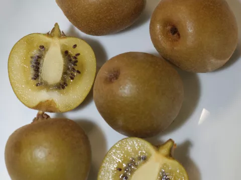 Actinidia del. 'Minkigold' ® (vr-fem)