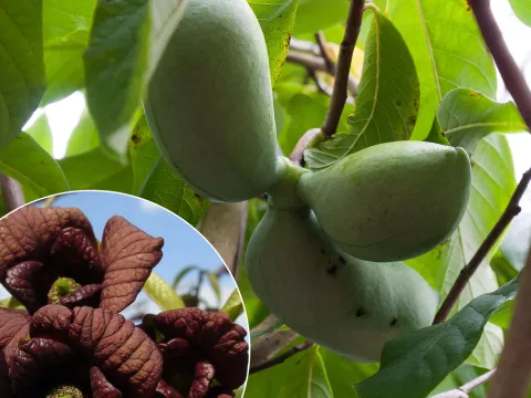 Asimina triloba