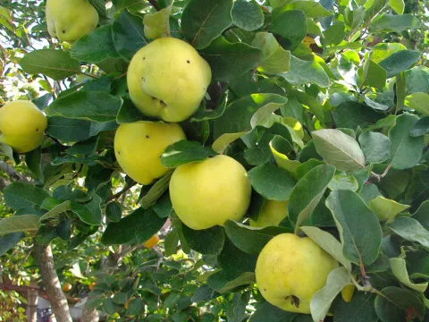 Cydonia oblonga 'Leskovacz'