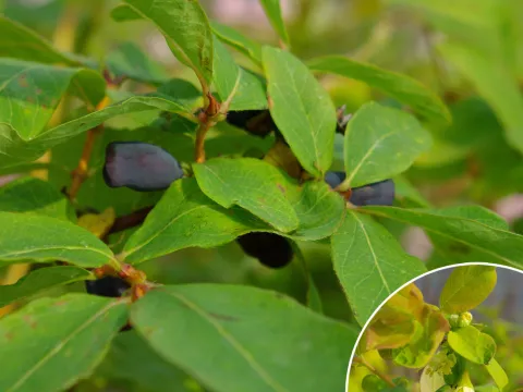 Lonicera kamtschatica 'Duet'