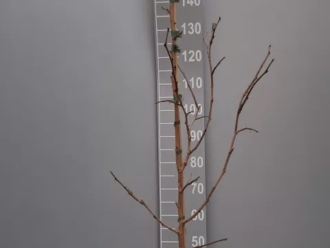 Morus nigra (spil/tige)