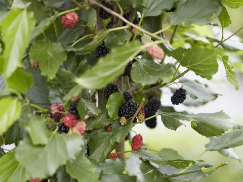 Morus rotundiloba BonBonBerry® Mojo Berry