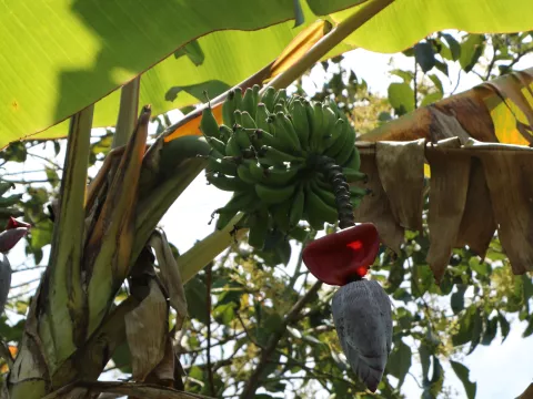 Musa basjoo 'Da Jiao'