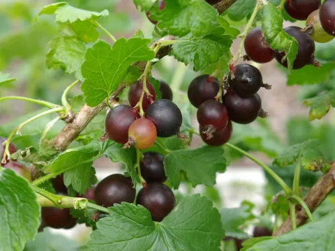 Ribes Jostaberry