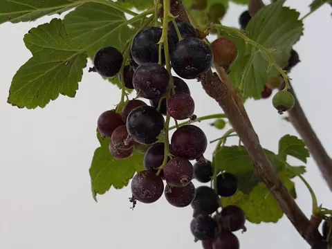 Ribes nigrum 'Andega'