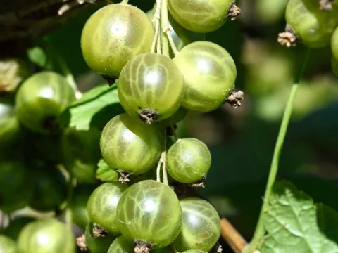 Ribes nigrum 'Ojeblanc'
