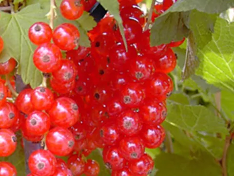 Ribes rubrum 'Rosetta'